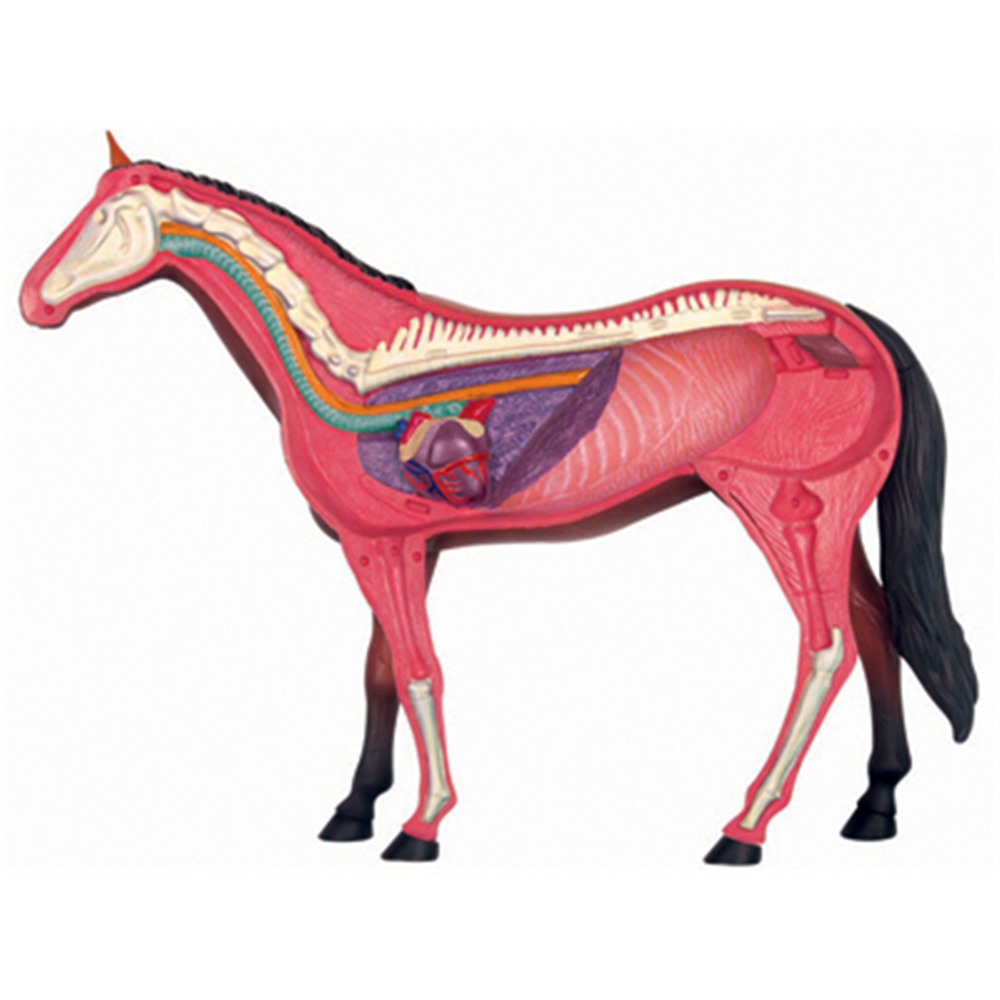 Dierlijke Orgel Anatomie Model - Science Diy Model recensie en prijs
